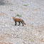 Red Fox kit