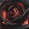 Item logo image for Black Death Rose