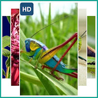 Grasshopper Wallpaper