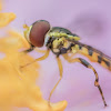 hoverfly