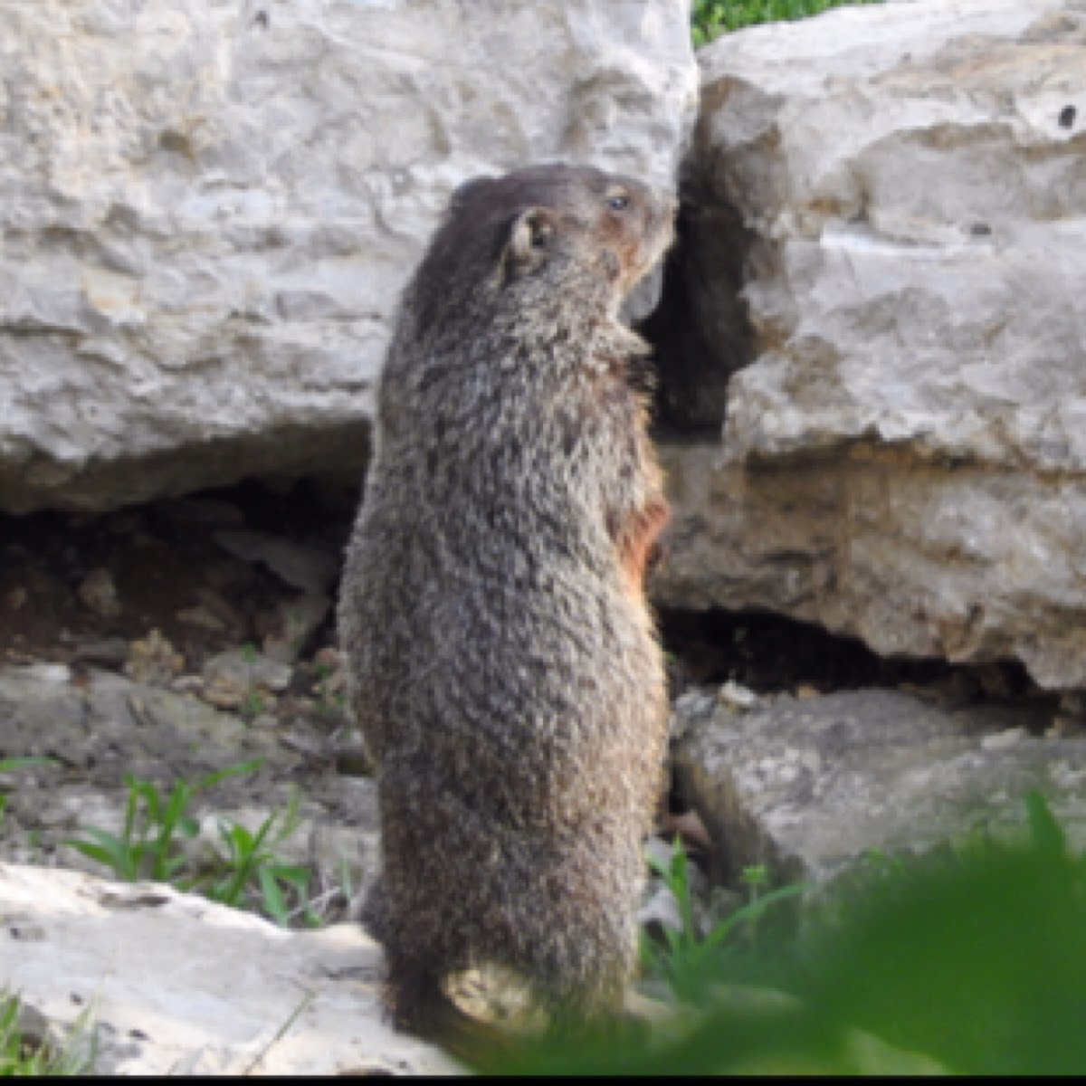 Groundhog, Woodchuck