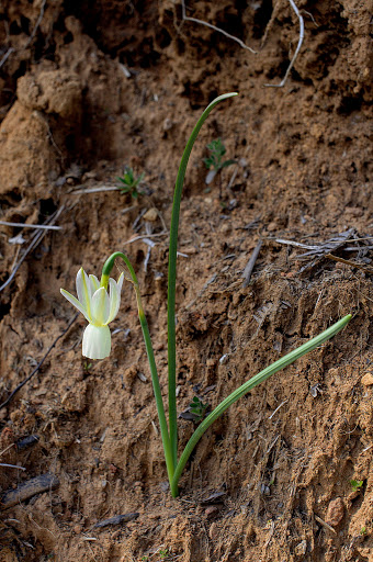 Narcissus triandrus