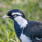 Magpie-lark