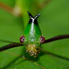 Stick Insect, Phasmid - Male