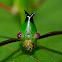 Stick Insect, Phasmid - Male