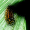 Garden tiger caterpillar