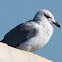 Audouin's Gull