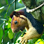 Indian giant squirrel