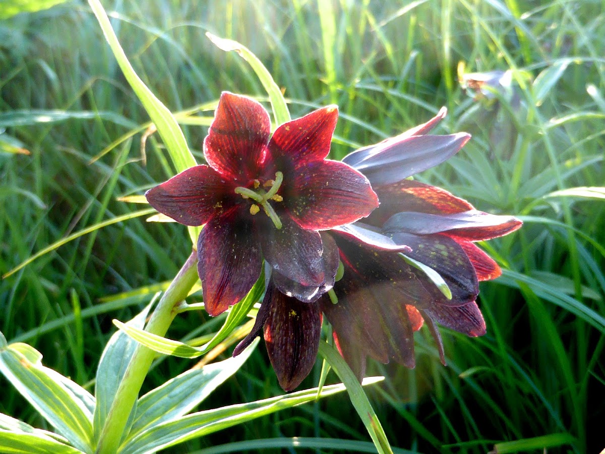 Kamchatka Fritillary