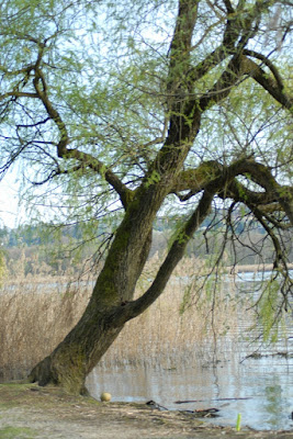 L'acqua e la terra di Nicola91