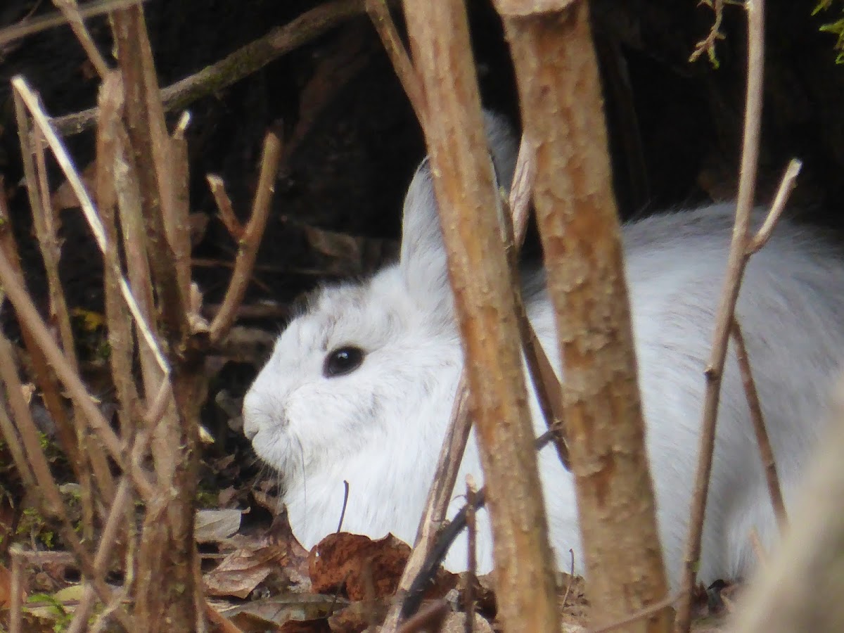 Snowshoe Hare