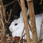 Snowshoe Hare