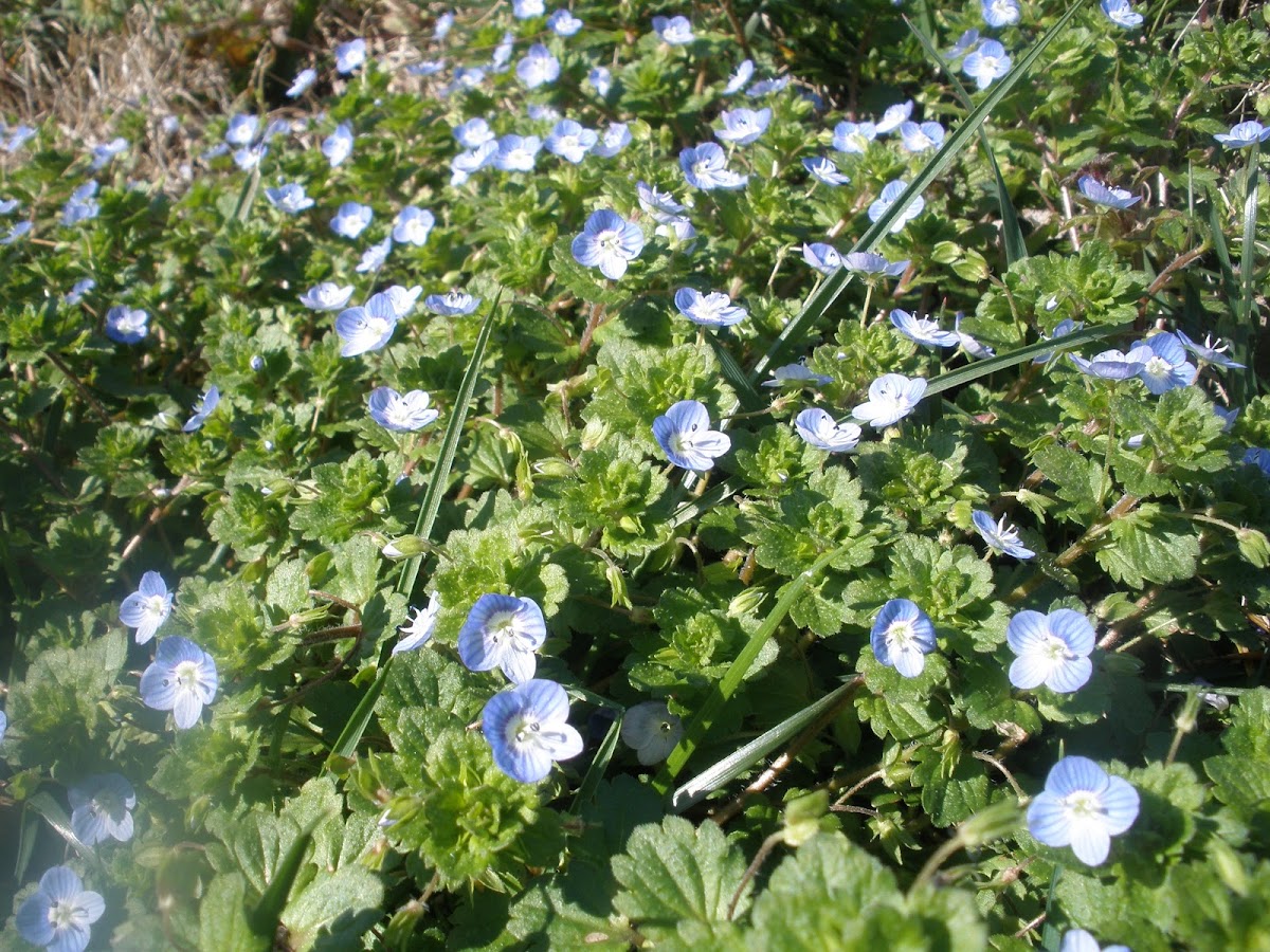 Winter speedwell