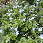 Winter speedwell