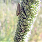 leaf hopper