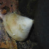 White cap limpet