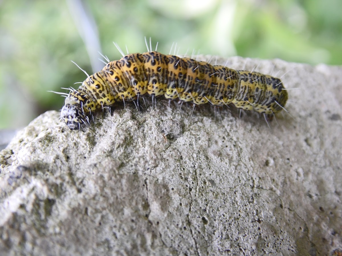 Butterfly caterpillar