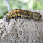 Butterfly caterpillar