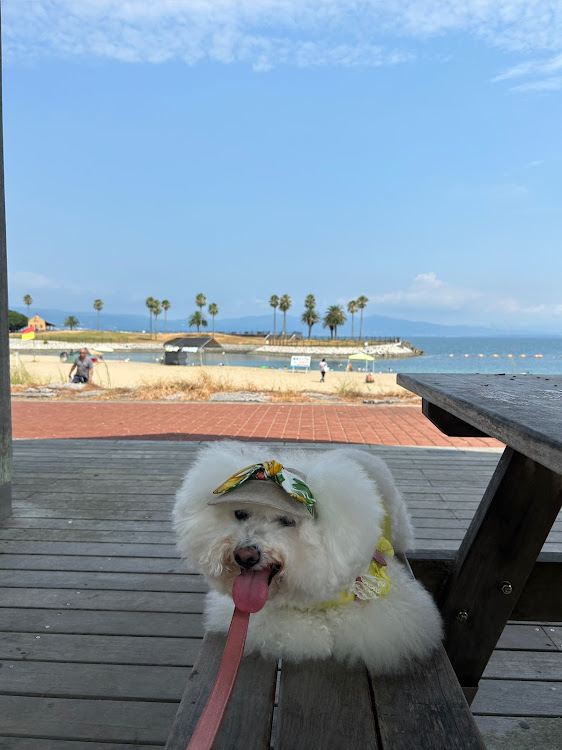 ザ・ビートル のしんや🐶ガブオート🐶さんが投稿したカスタム事例の投稿画像6枚目
