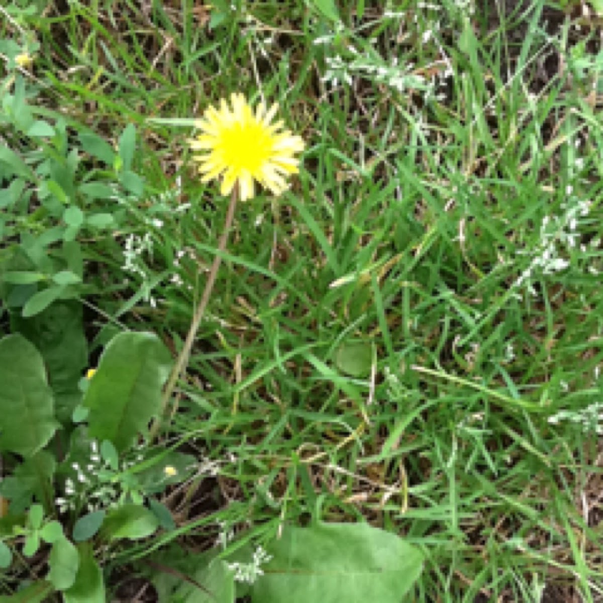 Dandelion