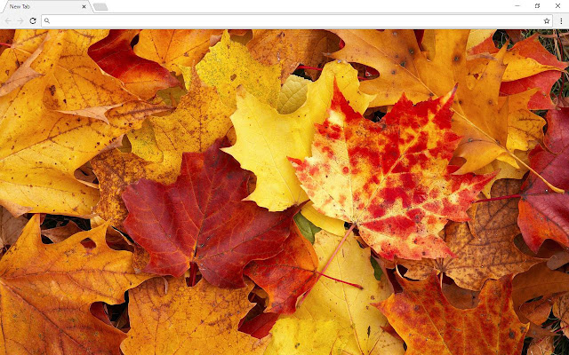 October & Autumn Backgrounds & Themes