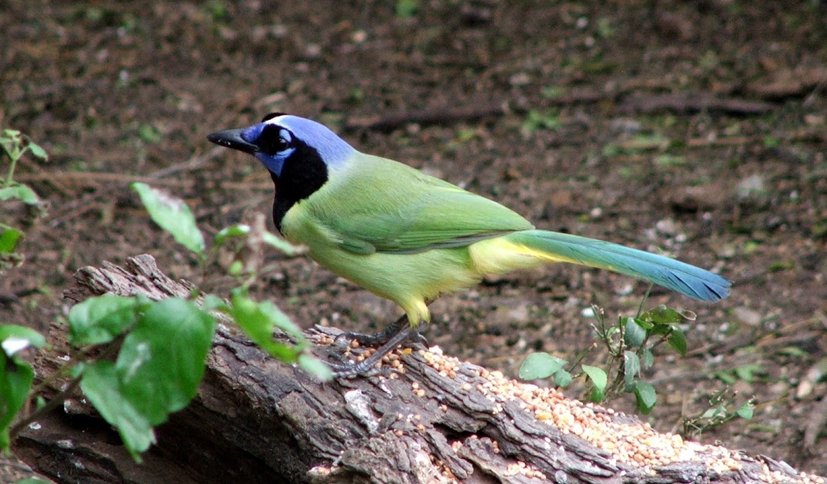 Green Jay