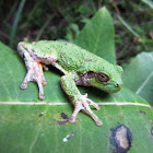 Gray Treefrog