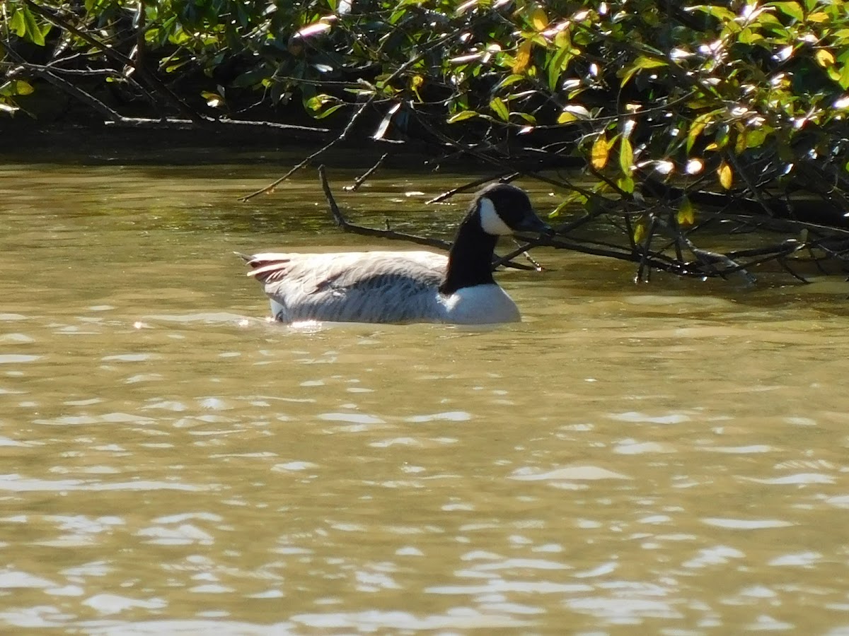 canada goose