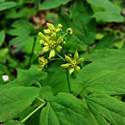 Blue Cohosh