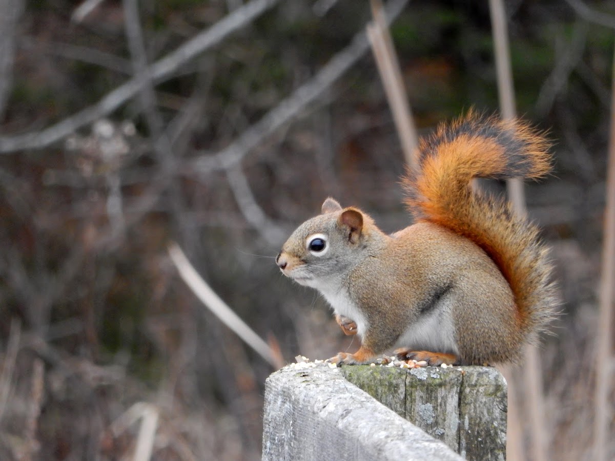 Red Squirrel