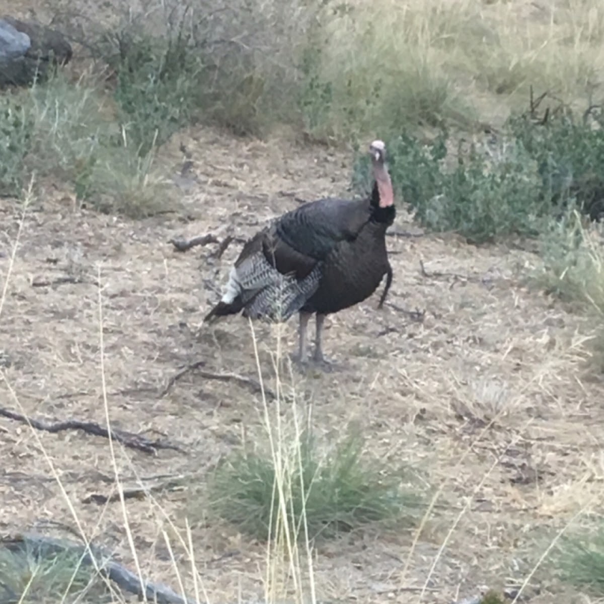 Wild Turkey