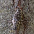 Brown Creeper