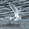 Thayer's gull