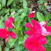 Pink Wildflowers