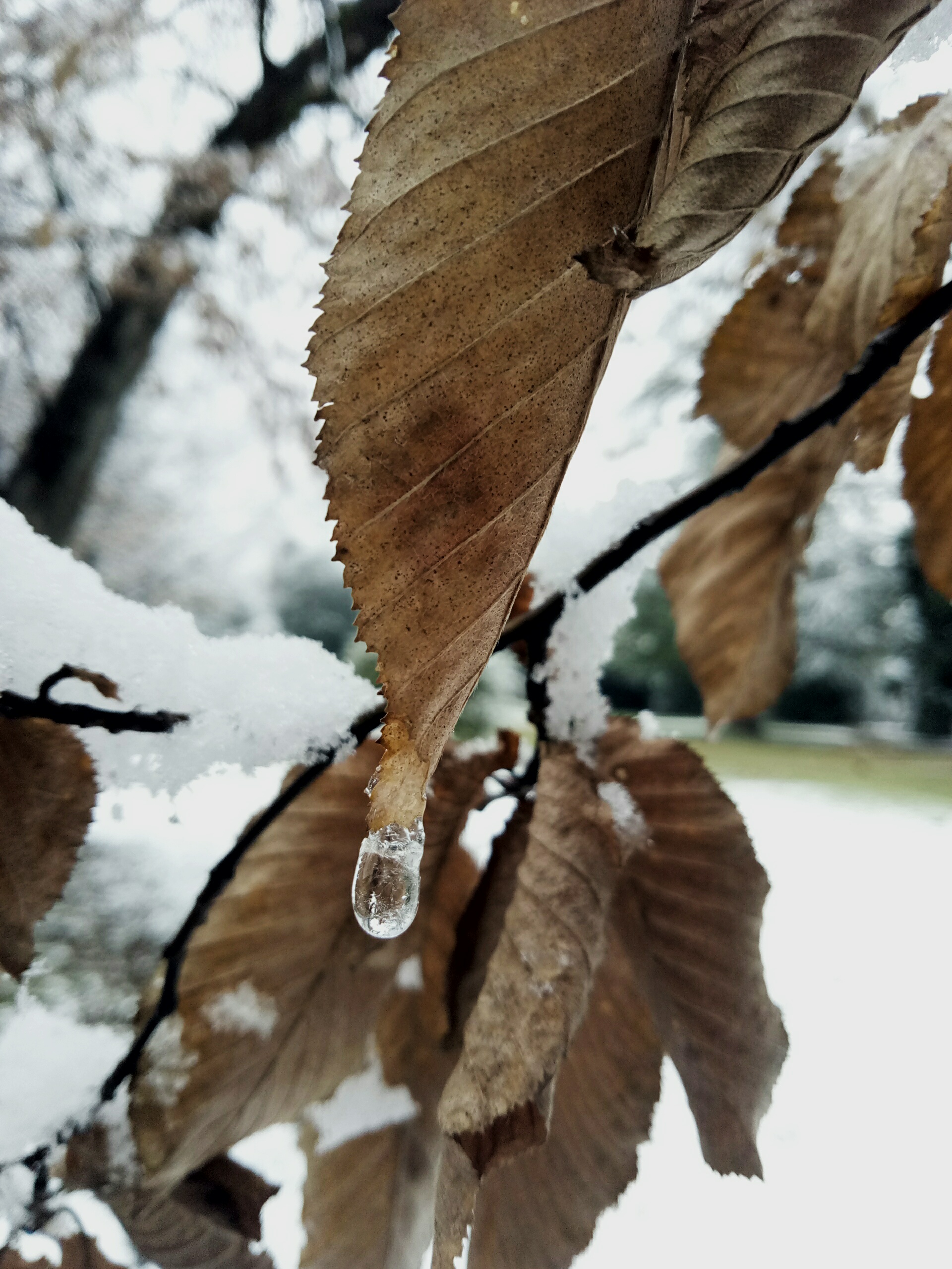 "perla d'inverno" di Anna99