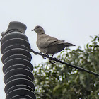 Eurasian Collared Dove