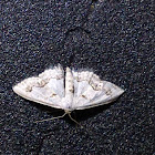 Small Frosted Wave Moth
