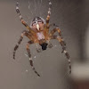 Cross orbweaver