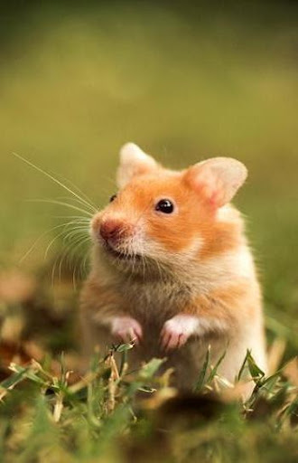 Hamster Video Live Wallpaper