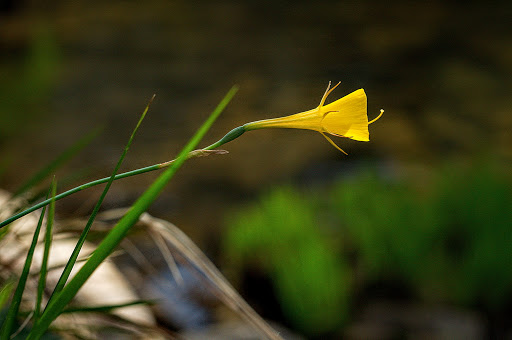 Narcissus bulbocodium