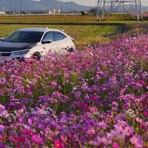 シビック FK7