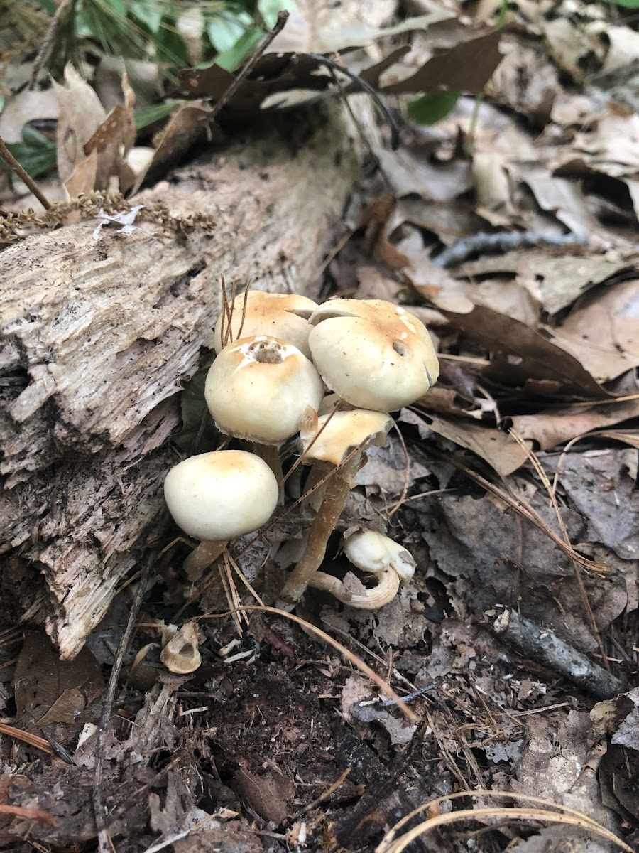 Honey Fungus