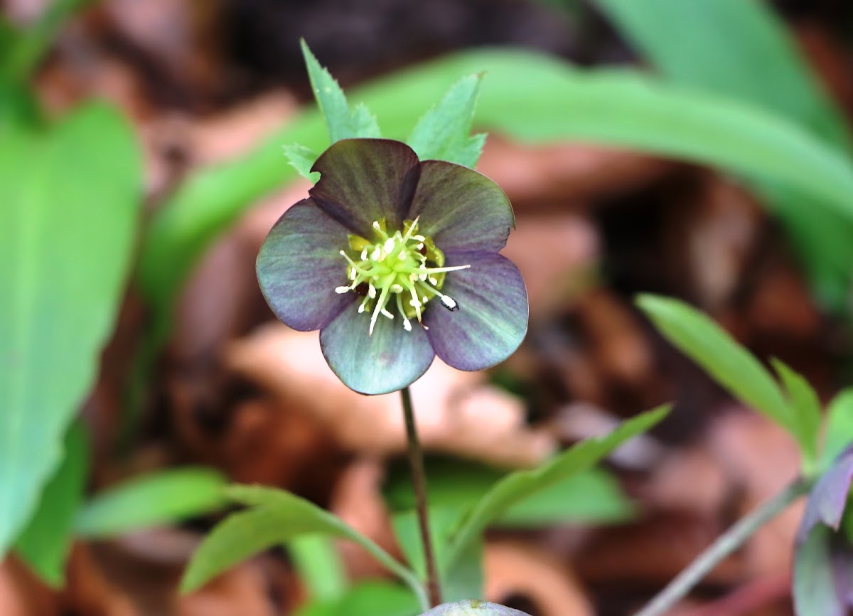 Hellebore