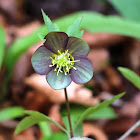 Hellebore