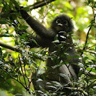 Dusky leaf monkey