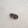 Baby Gopher Snake