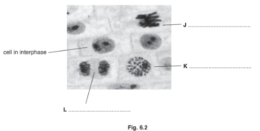 Mitosis