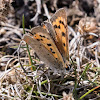 Small Copper