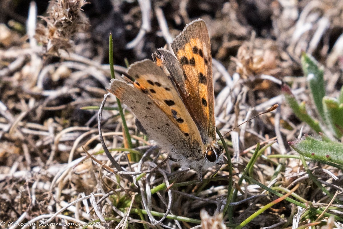 Small Copper