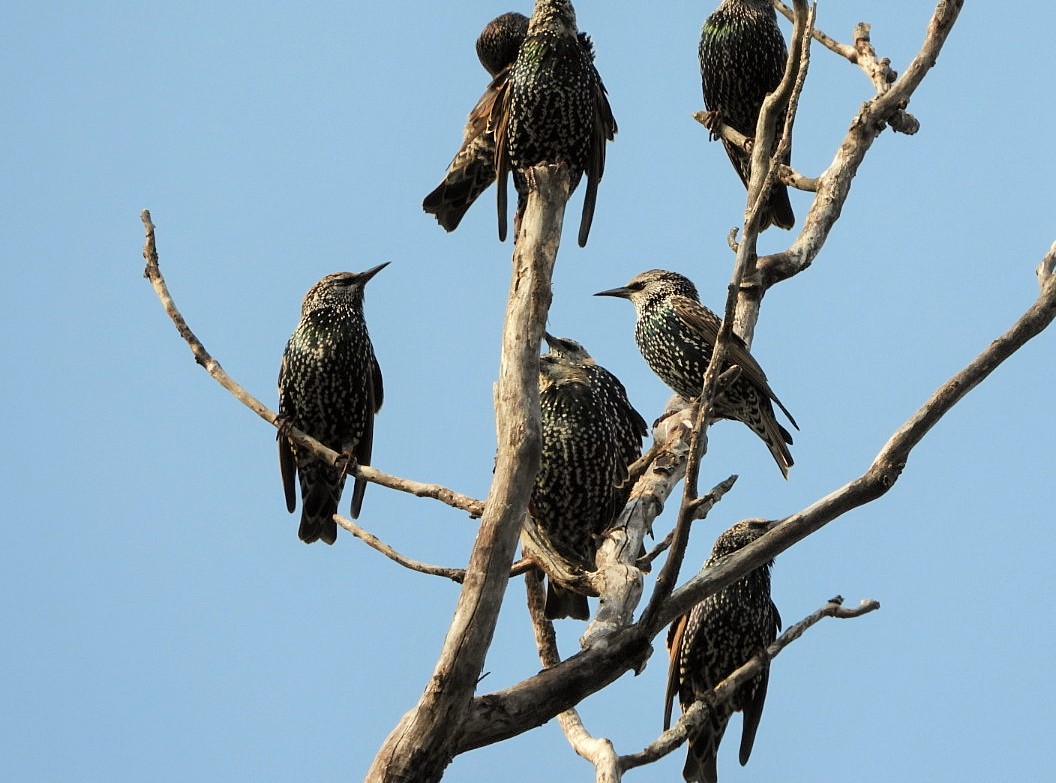 Common starling